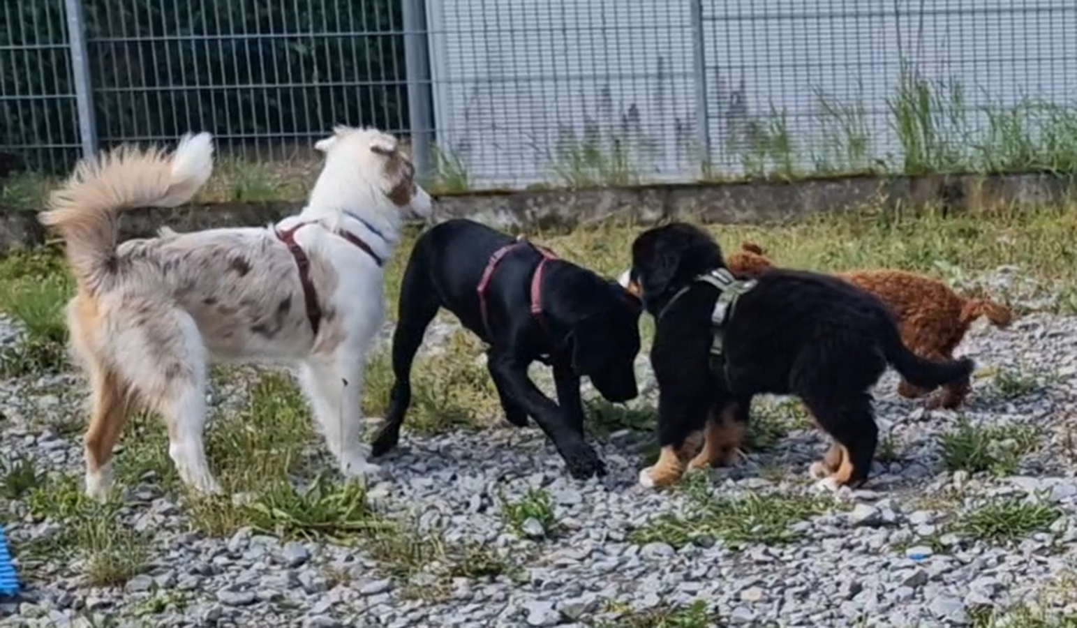 Welpenzeit ist Prägezeit