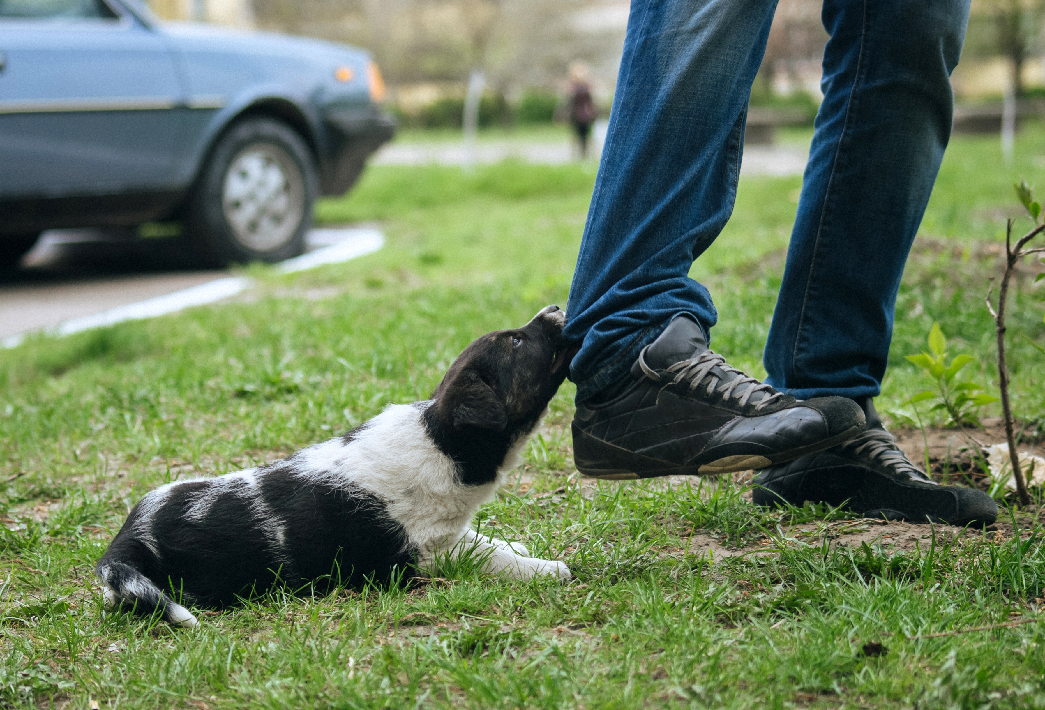 Welpe beißt – warum das normal ist und wie dein Hund Beißhemmung lernt