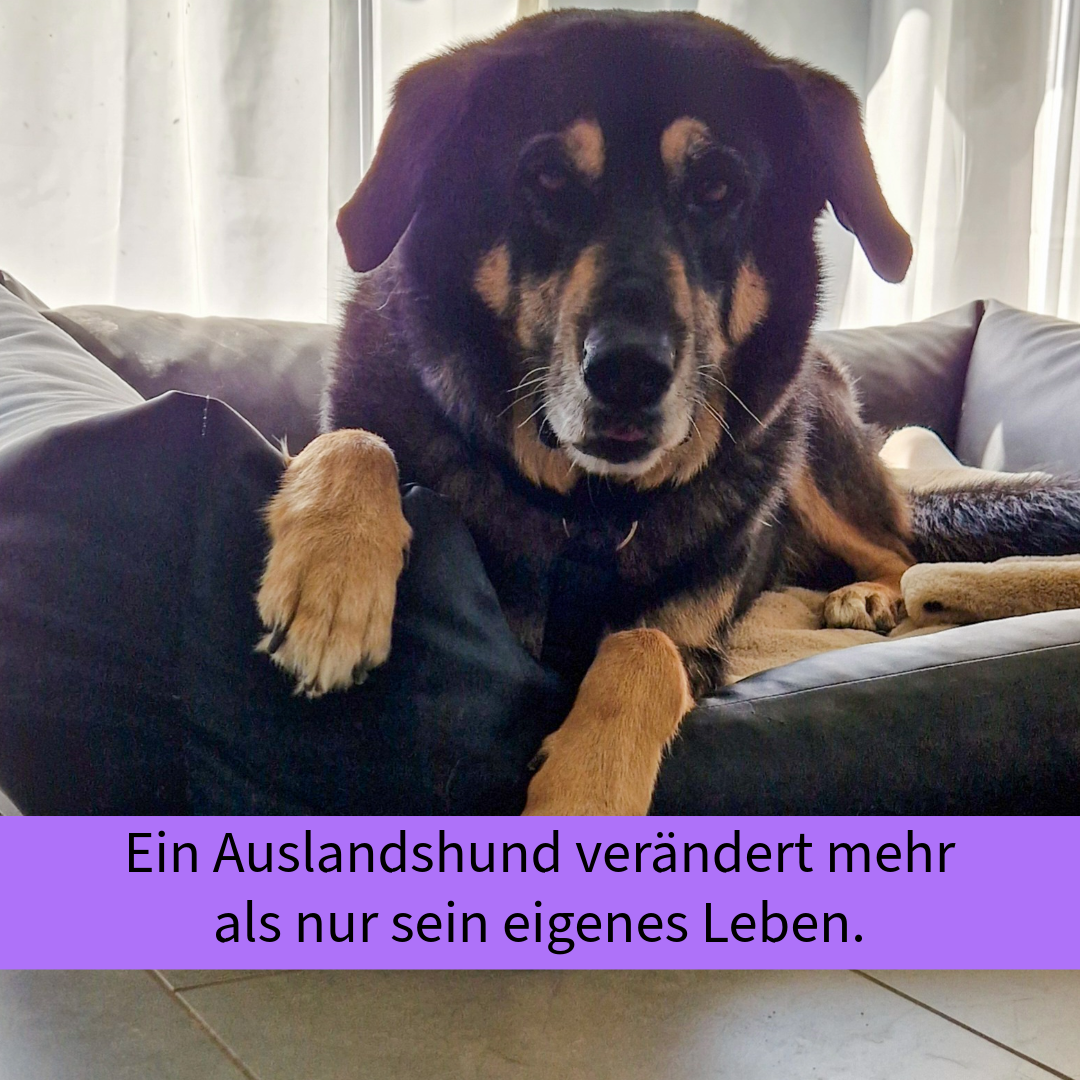 Einen Hund aus dem Ausland retten – und dann?