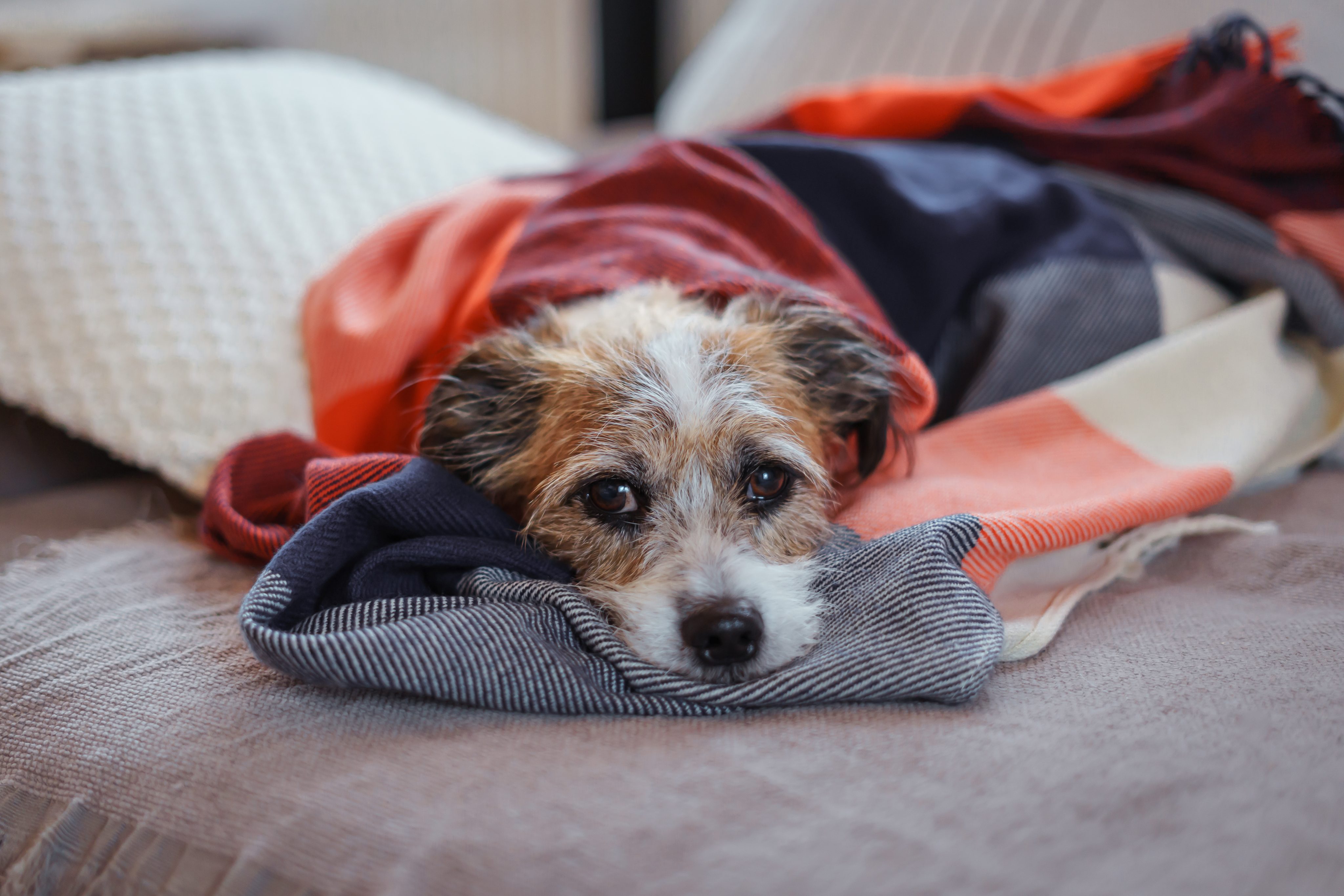Die ersten Tage mit einem Auslandshund – warum vieles anders läuft als erwartet