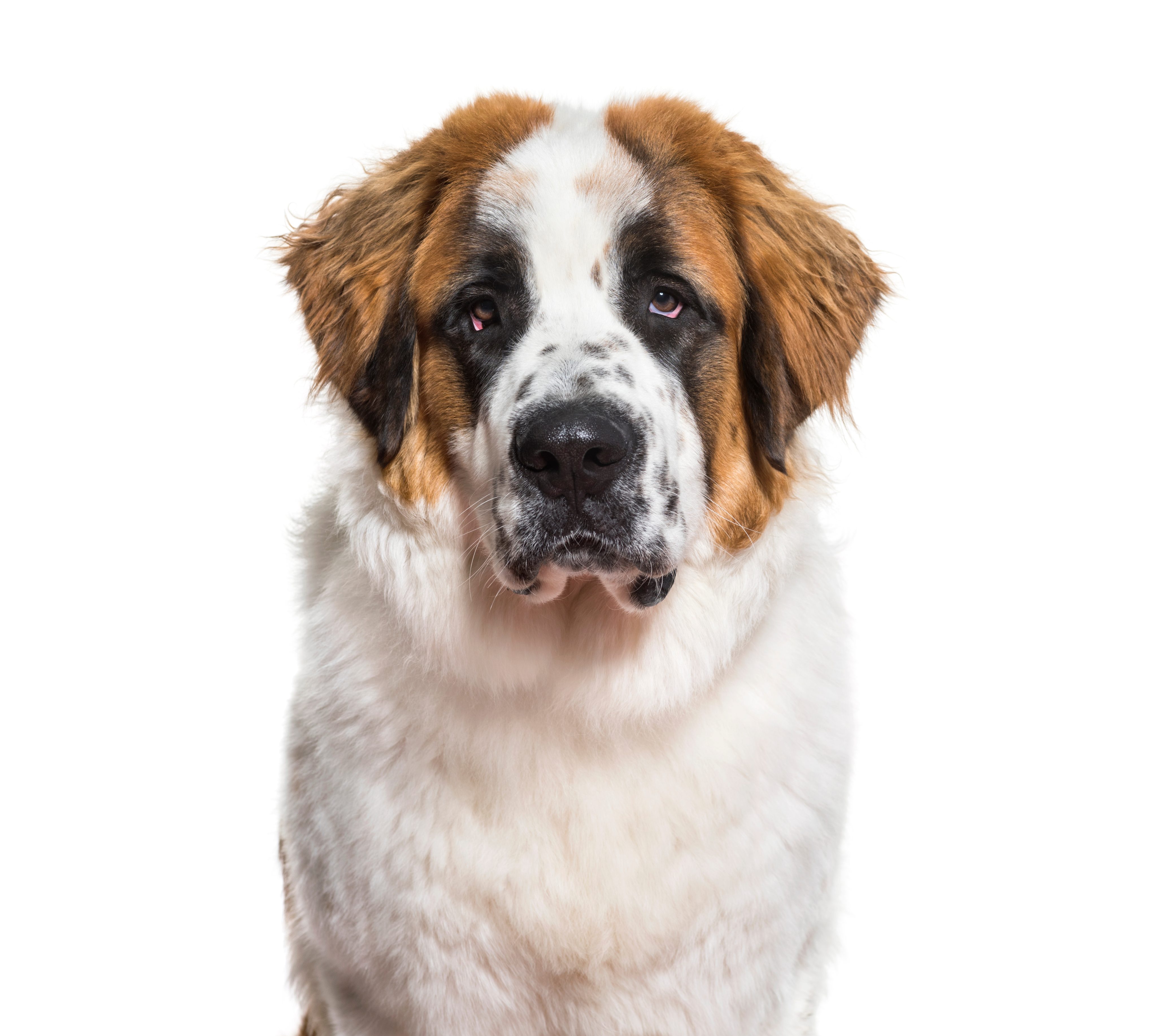 Ektropium (hängende Augenlider) beim Hund: Wenn das Augenlid zum Gesundheitsproblem wird
