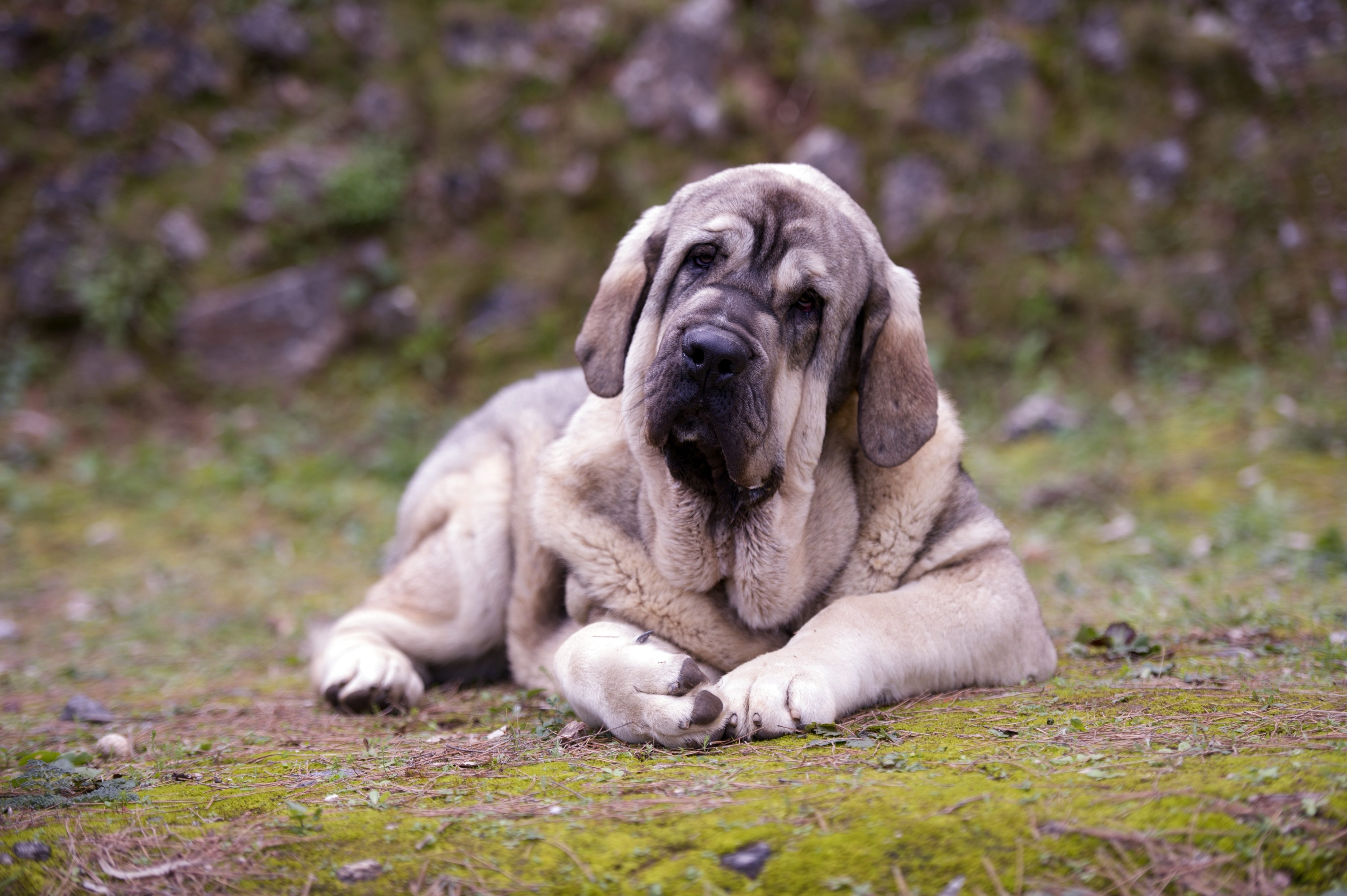 Entropium (Roll-Lid) beim Hund: Wenn sich das Augenlid nach innen dreht