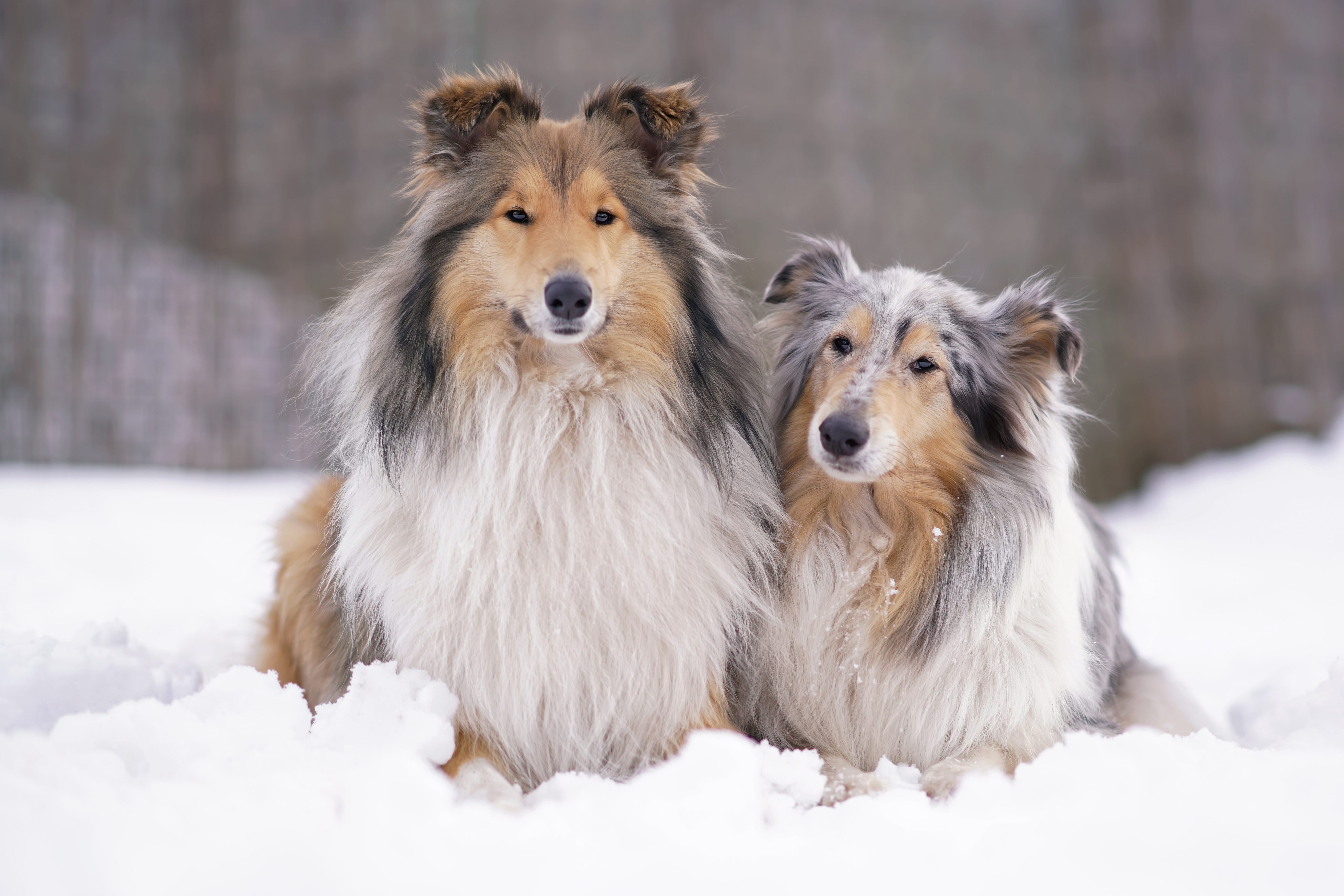 Grey-Collie-Syndrom: Wenn die Fellfarbe auf eine schwere Erbkrankheit hinweist