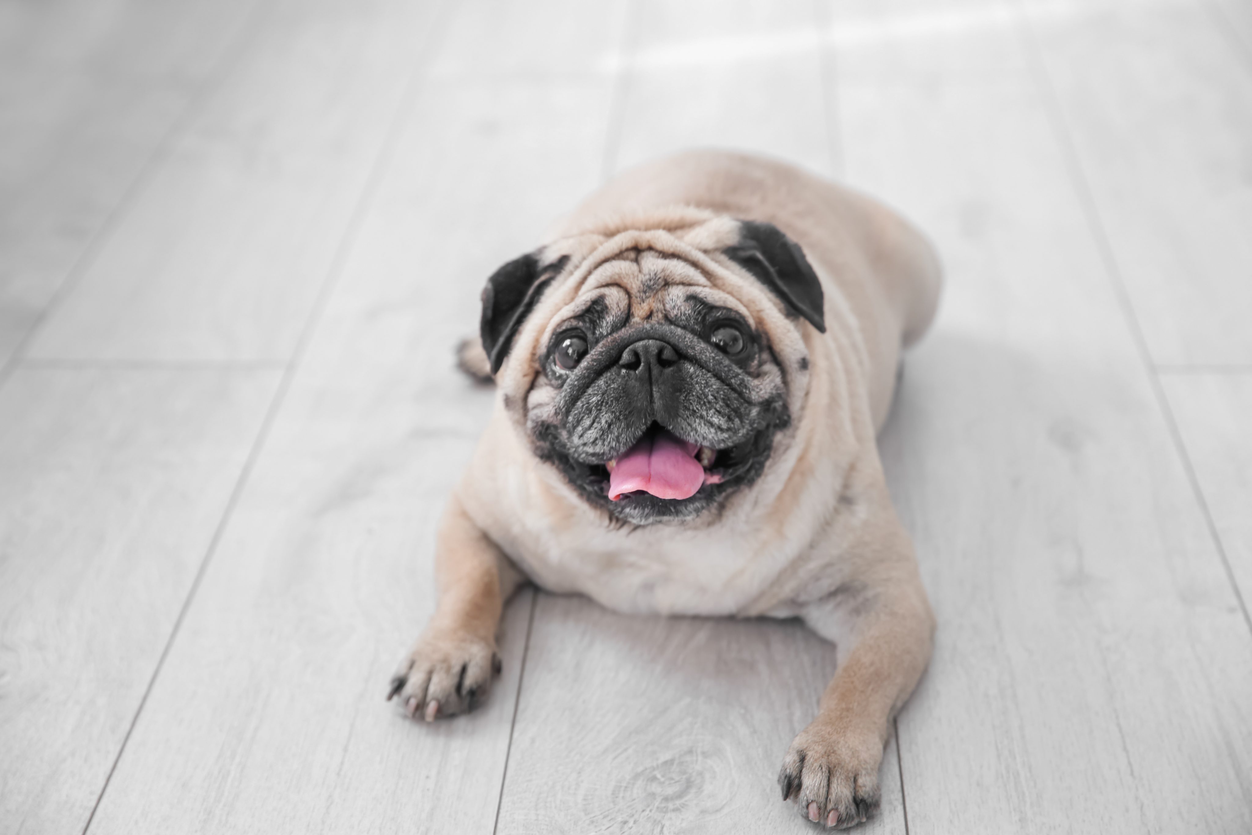 Hautfalten beim Hund: Wenn Falten zum Gesundheitsproblem werden