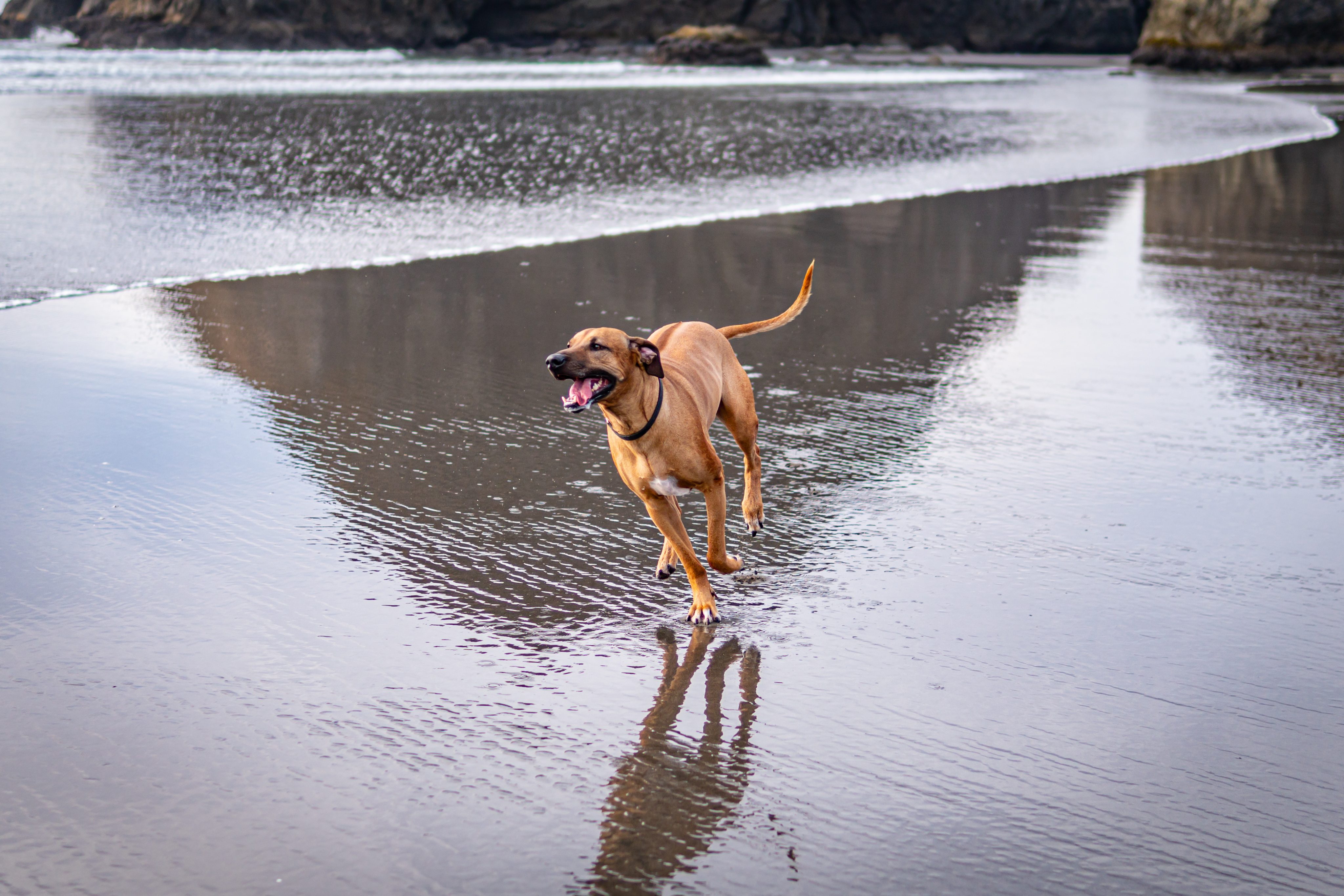 Ridge beim Hund: Wenn ein Zuchtmerkmal mit einer angeborenen Fehlbildung verbunden ist