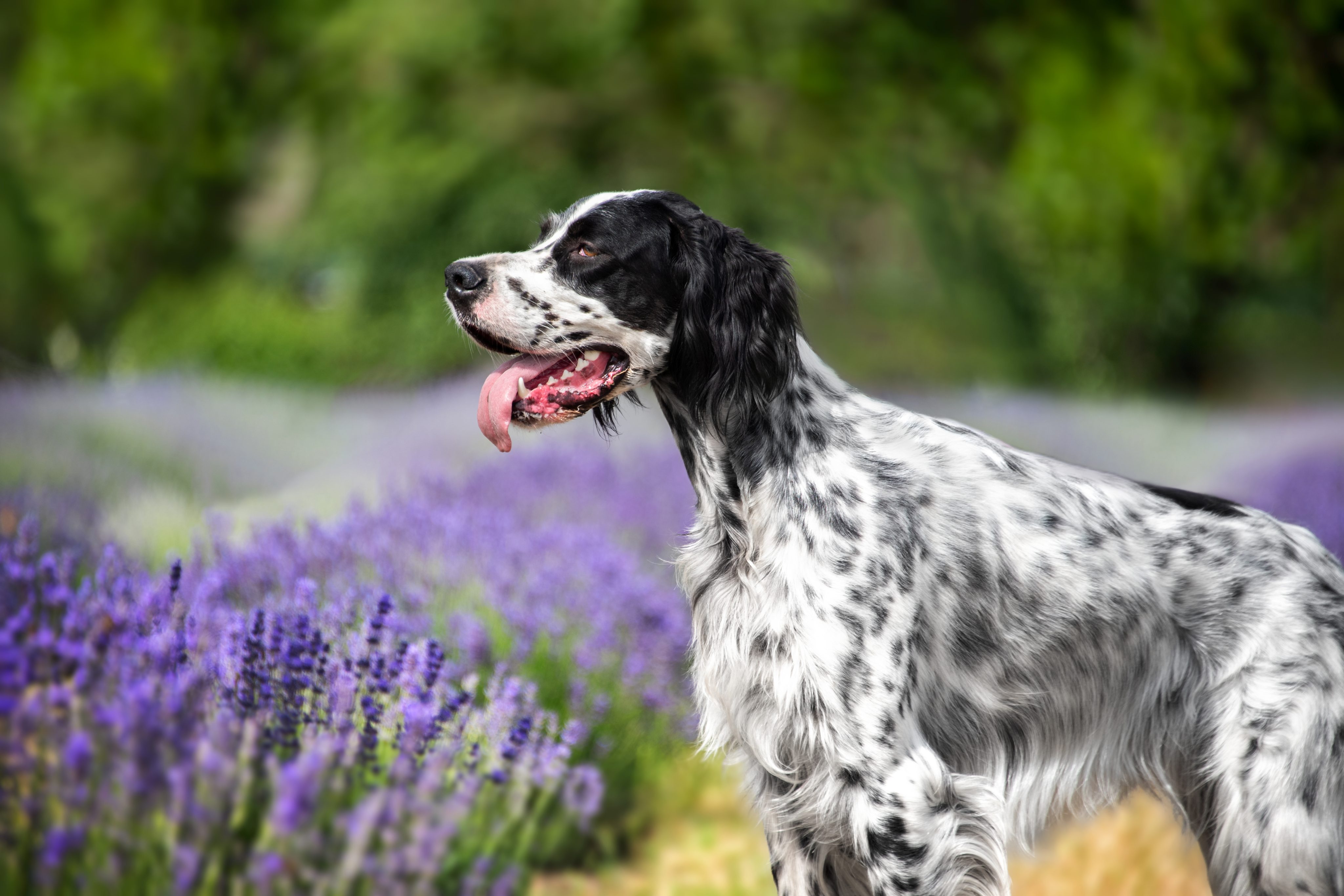 Weiße Fellfarbe beim Hund: Wenn Pigment fehlt und die Gesundheit betroffen sein kann