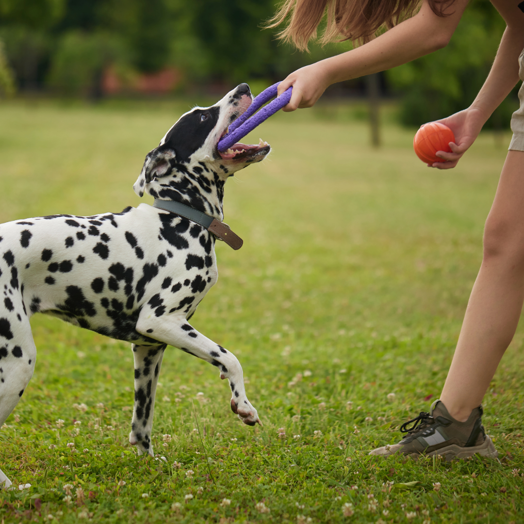 Kinder und Hunde: Gemeinsam entdecken, lernen und Spaß haben
