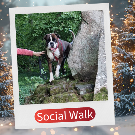 Ein Hund steht auf einem Stein, während eine Person ihn an der Leine hält.