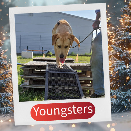 Labrador läuft über eine Rampe, während eine Person ihn an der Leine führt.
