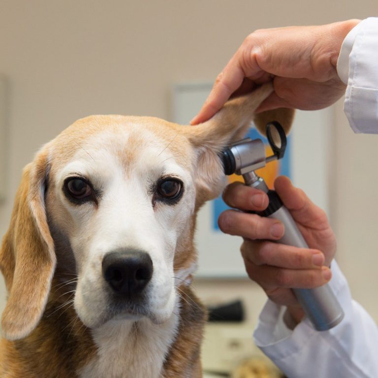 Beagle wird bei einem Tierarzt untersucht, Ohr wird mit Otoskop geprüft.