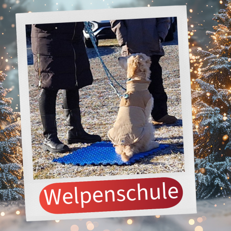 Hundeausbildung mit einer Person und einem Hund auf einer Trainingsmatte.