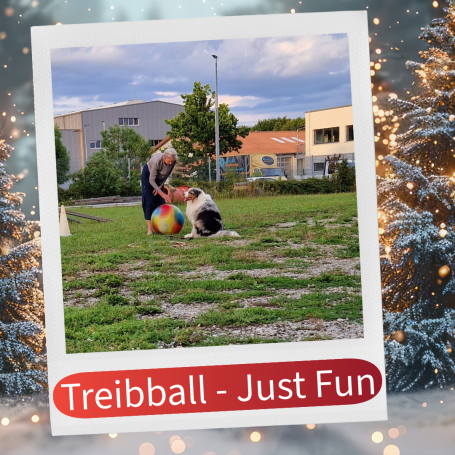 Frau spielt mit Hund und einem großen Ball in einem Park.
