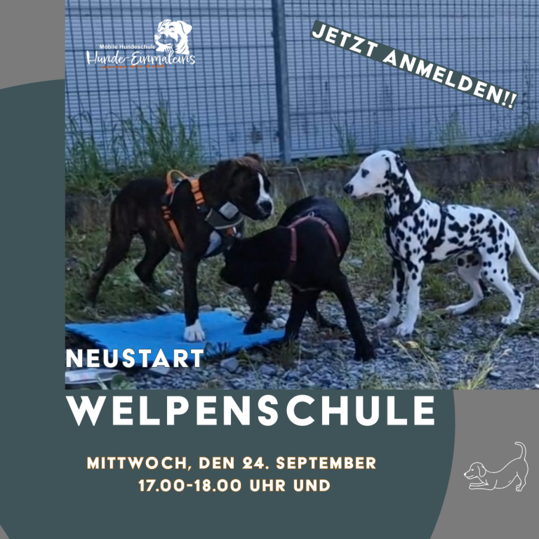 Drei Welpen spielen auf einem Platz, Einladung zur Welpenschule.