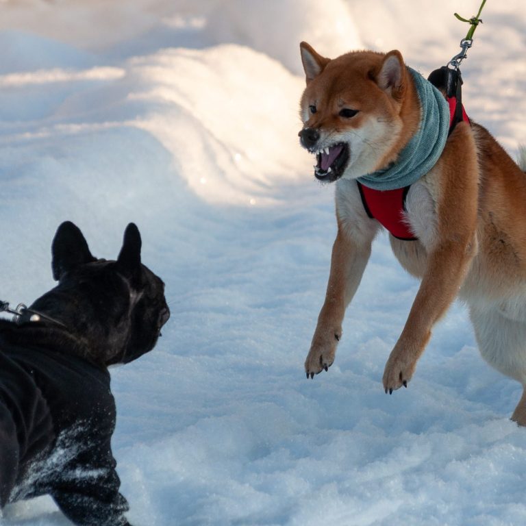 Ein brauner Hund steht auf den Hinterbeinen und bellt einen weiteren schwarzen Hund aggressiv an. 