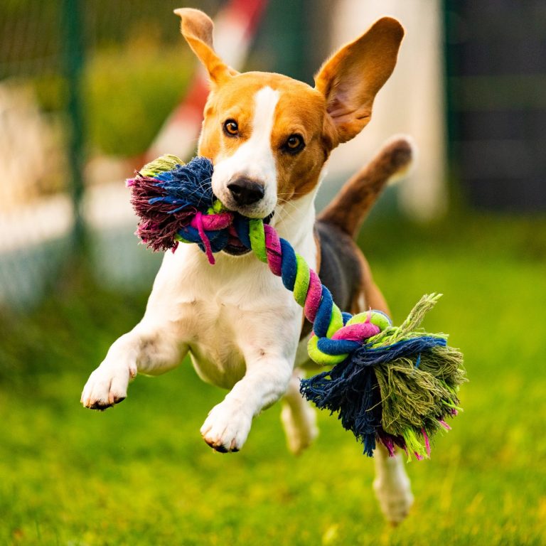 Rückruf Hund Christiana Gramlich Beagle springt mit einem bunten Spielzeug im Maul über das Gras.
