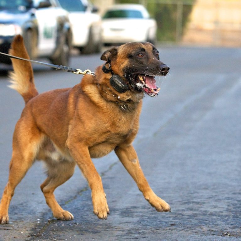 Aggressiver Hund - was nun? Intensivtraining Hundetrainerin Christiana Gramlich Walldürn und Umgebung Brauner Hund steht auf den Hinterbeinen, am Halsband angeleint und bellt aggessiv