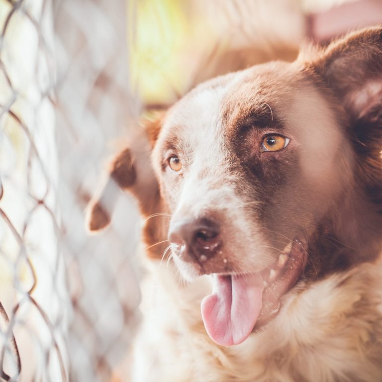 Schokoladenfarbener Hund liegt auf grünem Gras und schaut aufmerksam.