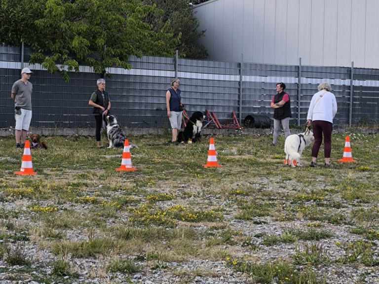 Gruppenstunde Welpenspiel Christiana Gramlich Hundetrainerin Walldürn Gruppenstunde Hundeschule Hunde Einmaleins - mehrerer Halter mit ihren Hunden im Training