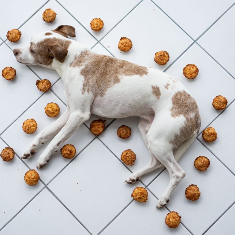 Ein Hund liegt entspannt auf einem Fliesenboden, umgeben von Muffins.