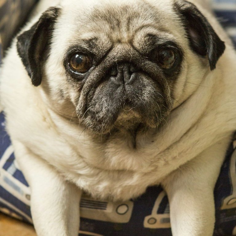 Ein  mittelgroßer Mops mit faltigem Gesicht und traurigem Ausdruck.
