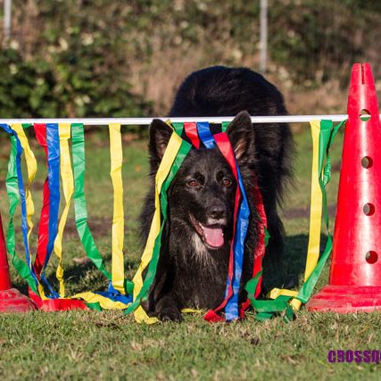 Schwarzhaariger Hund springt durch ein bunt dekoriertes Hindernis aus Bändern.