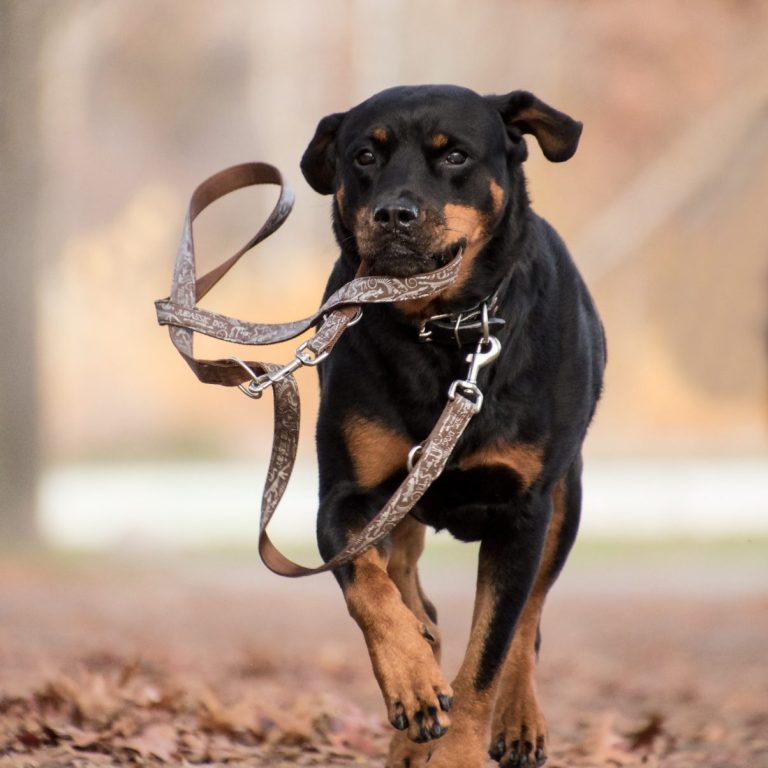 Bleib Locker! Intensivtraining Leinenführigkeit Christiana Gramlich Hundetrainerin Schwarzer Hund mit der Leine im Maul läuft mit Leine auf Menschen zu