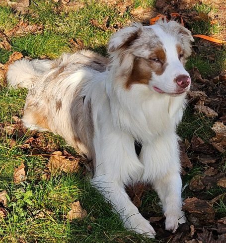 Ein Australian Shepherd liegt entspannt auf dem Boden zwischen herbstlichem Laub.