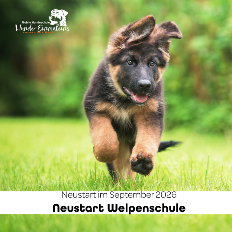 Neustart Kurs Hundeführerschein 2026 Christiana Gramlich Hundetrainerin Sechs Personen mit Hunden stehen draußen und halten Urkunden in den Händen.