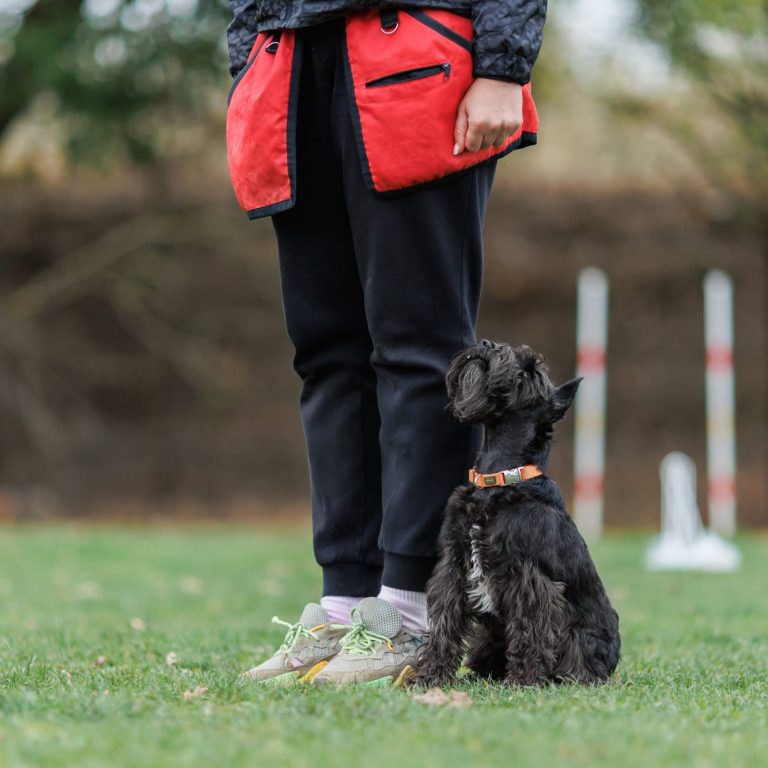 Person mit rotem Mantel steht auf einer Wiese neben einem kleinen Hund.