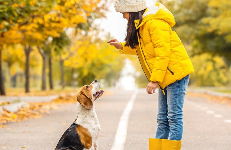 Welpe an der Leine Christiana Gramlich Hundetrainerin Eine Person mit Jeans führt einen kleinen Hund an der Leine auf einem Weg.