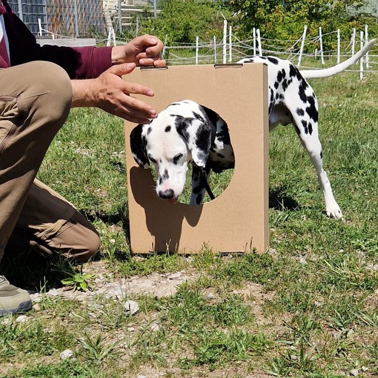 Crossdogging Just Fun Christiana Gramlich Ein Hund springt durch einen Reifen, während zwei Personen ihn anleiten.