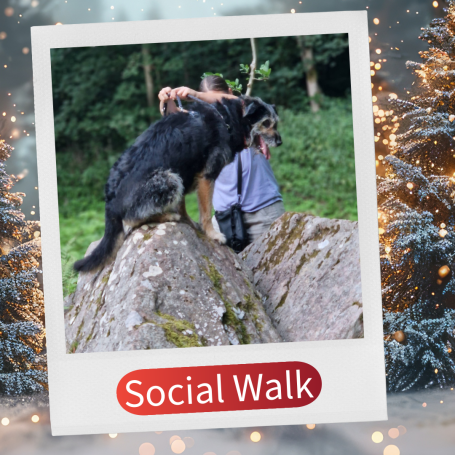 Schwarzer Hund steht auf einem Stein, während eine Person ihn streichelt.