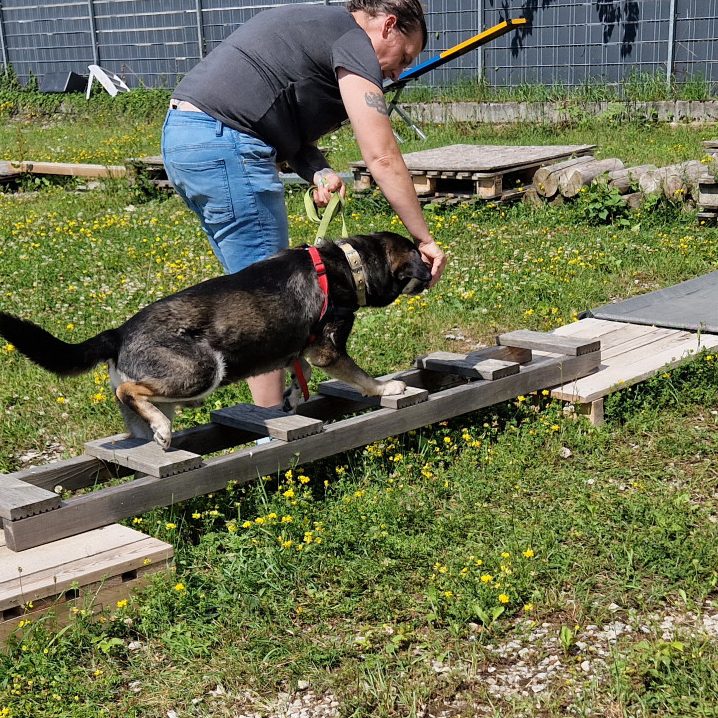 Degility Parcourssport Christiana Gramlich Hundetrainerin Ein Mann führt einen Hund über eine Holzplattform im Freien.