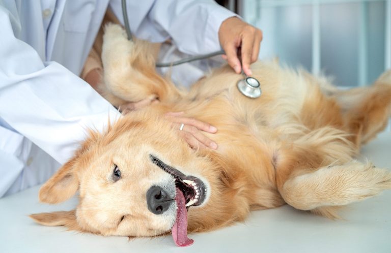 Medical Training Christiana Gramlich Hundetraining Ein Wanderer mit Rucksack beobachtet einen Hund auf einem Wanderweg.