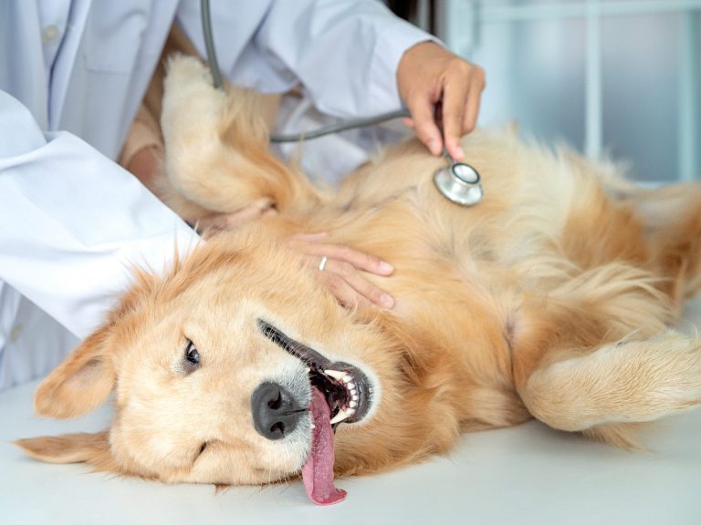 Kurs Medical Training Christiana Gramlich Ein goldenretriever Hund liegt auf dem Tisch, während ein Tierarzt mit einem Stethoskop untersucht.