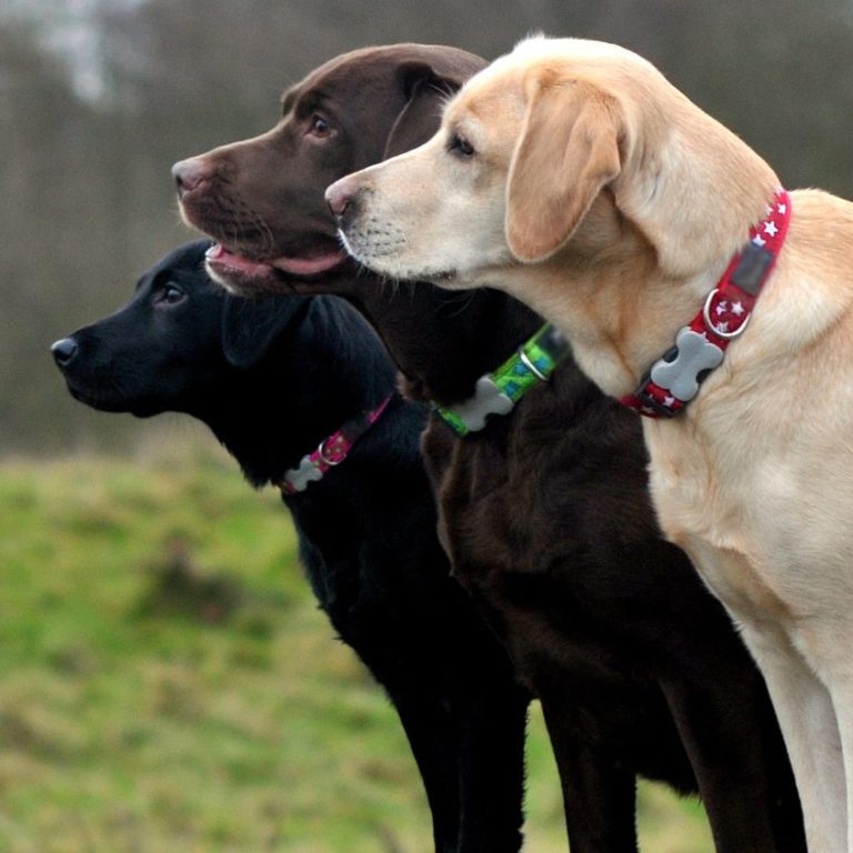 Drei Labrador Retriever in verschiedenen Farben stehen nebeneinander.