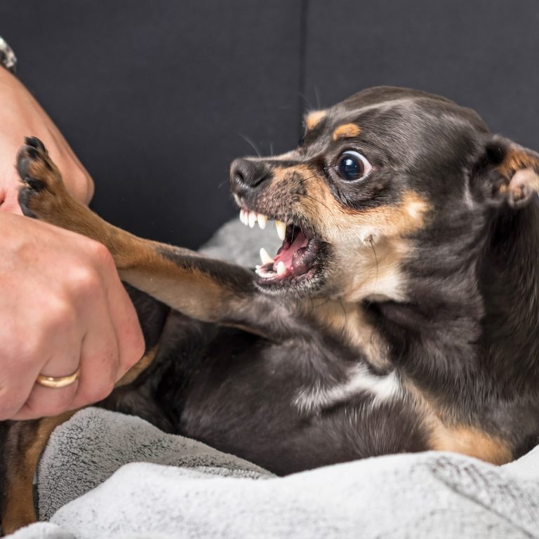 Christiana Gramlich Hundetrainerin in Wallürn und Umgebung Ein kleiner, aufgeregter Chihuahua mit geöffnetem Mund und sichtbarern Zähnen.