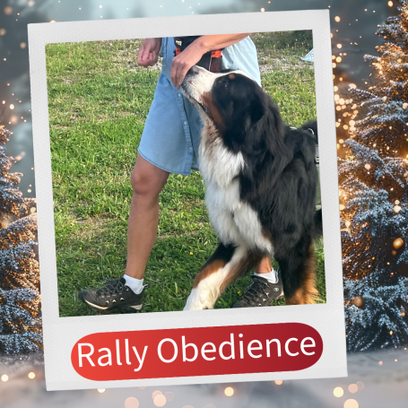 Ein Berner Sennenhund arbeitet konzentriert mit seinem Halter im Rally Obedience Training.