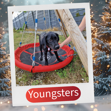 Schwarzer Hund sitzt in einer Schaukel im Freien, umgeben von grünem Gras.