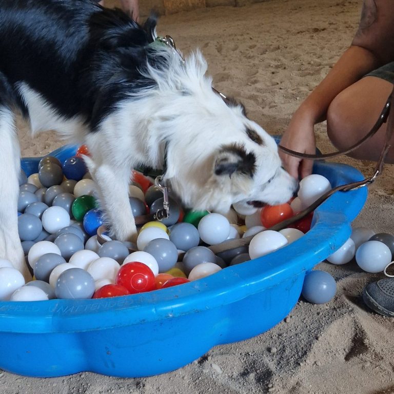 Neustart Kurs Hundeführerschein 2026 Christiana Gramlich Hundetrainerin Sechs Personen mit Hunden stehen draußen und halten Urkunden in den Händen.