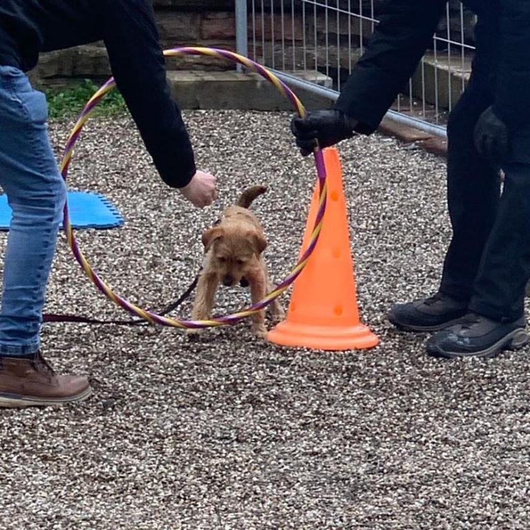 Crossdogging Just Fun Christiana Gramlich Ein Hund springt durch einen Reifen, während zwei Personen ihn anleiten.