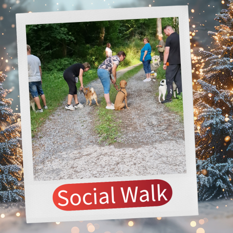 Gruppenspaziergang mit Hunden auf einem geschotterten Weg in der Natur.