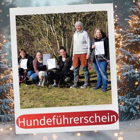 Gruppenszene mit Hundeführerscheinprüfungen im Freien, sechs Personen und Hunde.