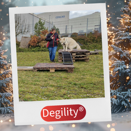 Person mit Hund auf einer Plattform im Freien, umgeben von Gras und Bäumen.