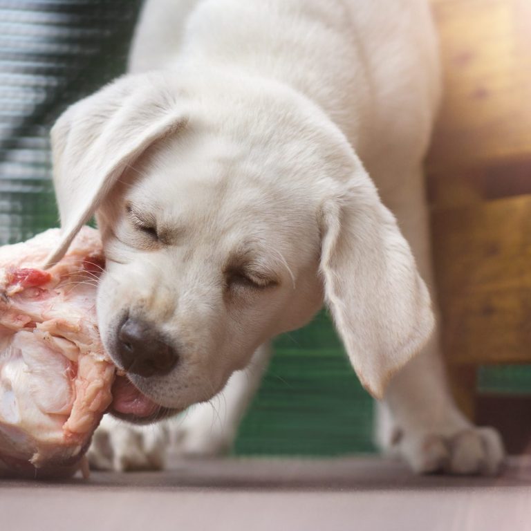 Ein Labrador, der genüsslich an einem Knochen kaut.
