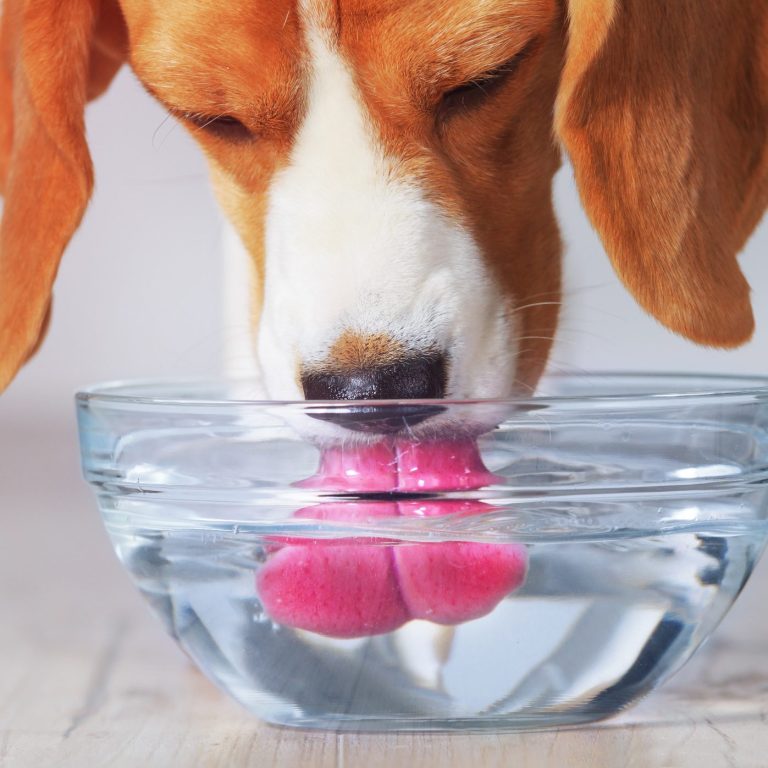 Ein Beagle trinkt Wasser aus einer Schüssel und leckt mit der Zunge.