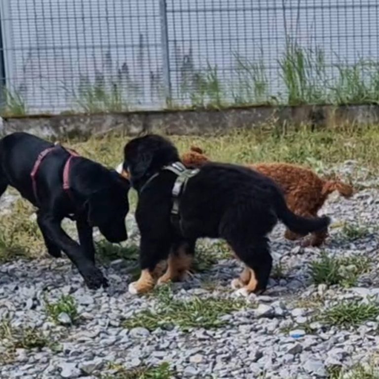 Welpenschule Hundeschule Walldürn Christiana Gramlich Drei Hunde spielen im Freien auf einem kiesigen Boden.