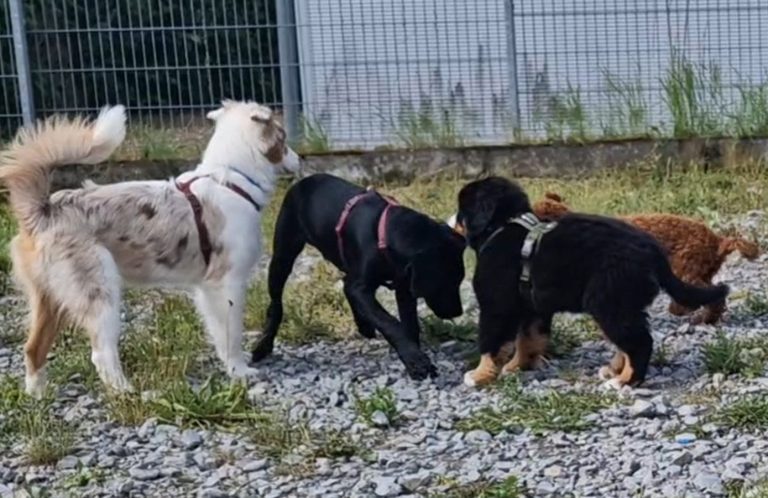 Vortrag Welpenzeit ist Prägezeit Christiana Gramlich Hundetrainerin Vier Hunde spielen im Freien auf einem Kiesplatz.