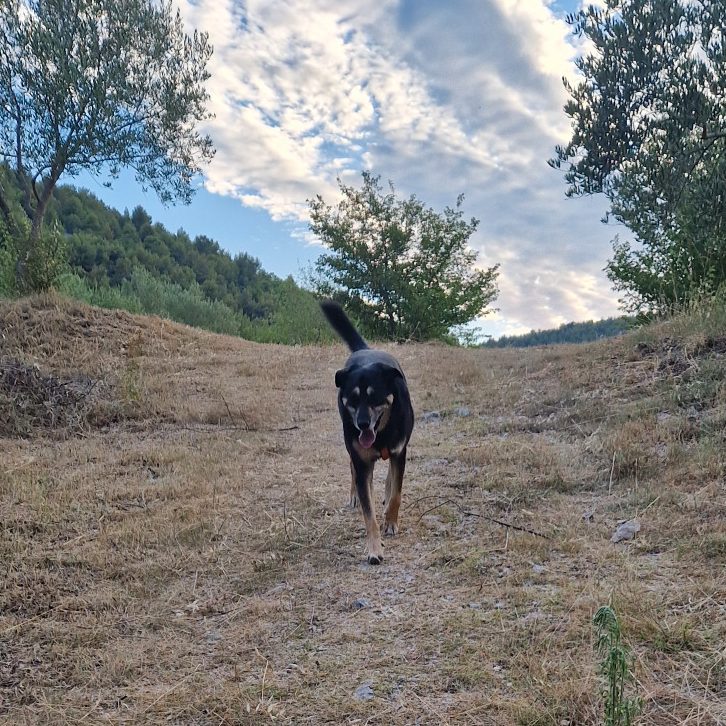 Trainingswoche Dalmatien - Christiana Gramlich Hundetrainerin in Walldürn und Umgebung Schwarzer Hund läuft auf einem trockenen Weg durch eine Landschaft mit Bäumen.