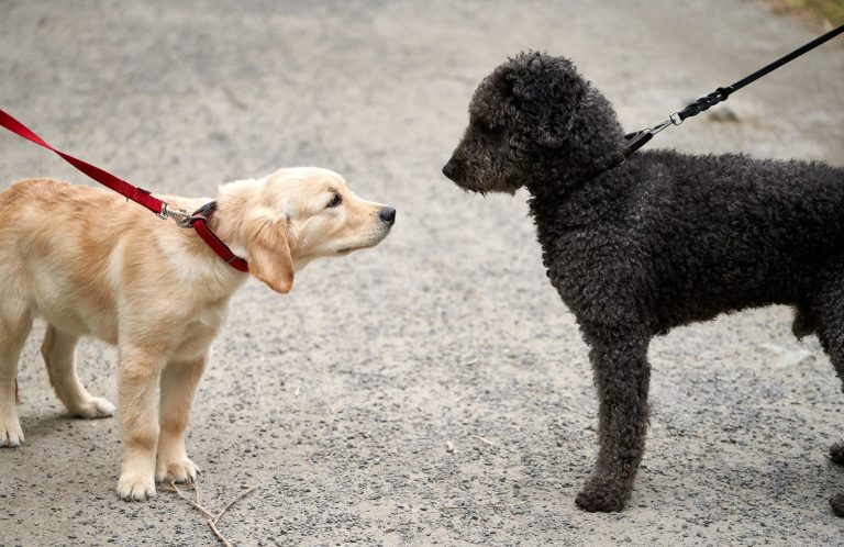 Ein goldener Labradorwelpe trifft einen schwarzen Pudelwelpen auf einem Gehweg.